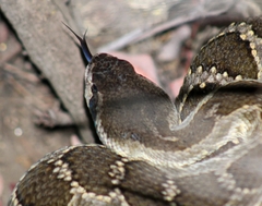 Crotalus oreganus helleri