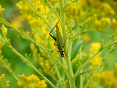 Oecanthus nigricornis