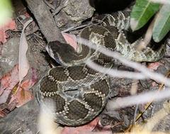 Crotalus oreganus helleri