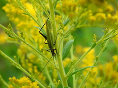 Oecanthus nigricornis