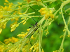 Oecanthus nigricornis