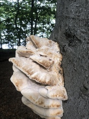 Climacodon septentrionalis