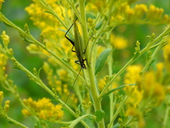 Oecanthus nigricornis
