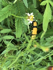 Chauliognathus nigrocinctus