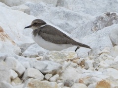 Charadrius placidus