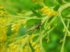 Oecanthus nigricornis