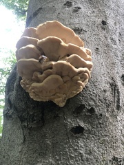 Climacodon septentrionalis