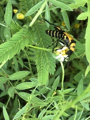 Chauliognathus nigrocinctus