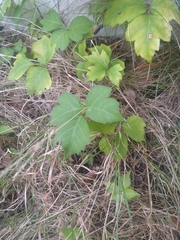 Toxicodendron rydbergii