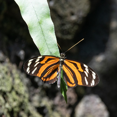 Heliconius ismenius