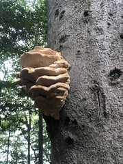 Climacodon septentrionalis