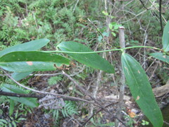 Smilax laurifolia
