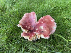 Russula mariae