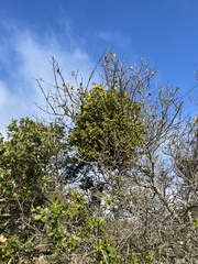 Phoradendron villosum