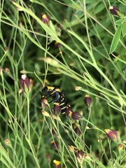 Chauliognathus nigrocinctus