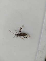 Leptoglossus oppositus