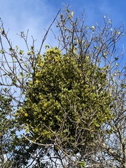 Phoradendron villosum
