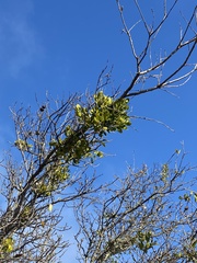 Phoradendron villosum