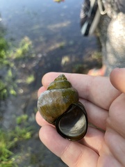 Cipangopaludina chinensis