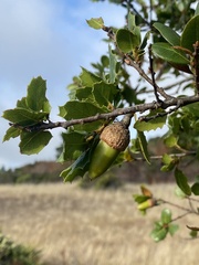 Phoradendron villosum