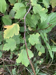 Ribes rubrum