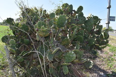 Opuntia megapotamica