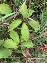 Parthenocissus quinquefolia