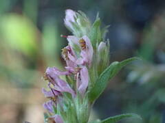 Odontites vulgaris
