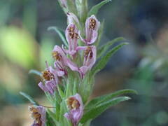 Odontites vulgaris