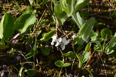 Viola macloskeyi