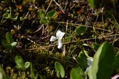Viola macloskeyi
