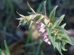 Odontites vulgaris