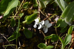 Viola macloskeyi