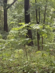 Reynoutria sachalinensis