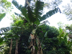 Musa × paradisiaca