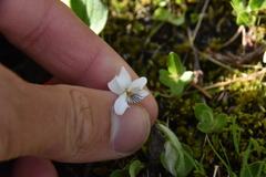 Viola macloskeyi