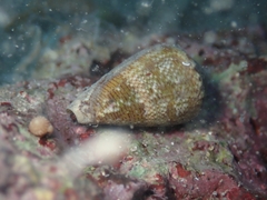 Conus ventricosus