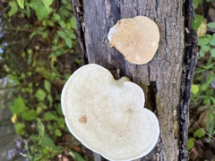 Trametes elegans