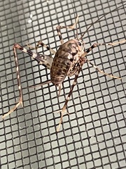 Tachycines asynamorus
