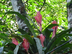 Billbergia pyramidalis