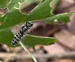 Lasioglossum coriaceum