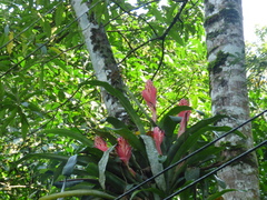 Billbergia pyramidalis