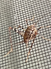 Tachycines asynamorus