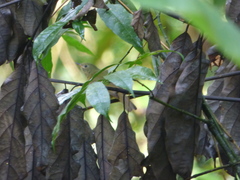 Mionectes oleagineus