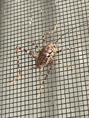 Tachycines asynamorus
