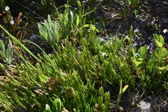 Diphasiastrum sitchense