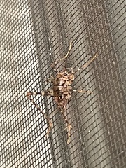 Tachycines asynamorus
