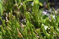 Diphasiastrum sitchense