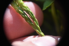 Diphasiastrum sitchense