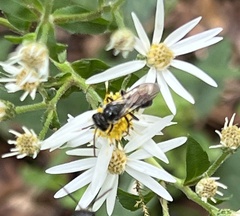 Lasioglossum